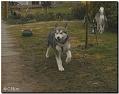 Aleshanee 2-2009 003
